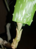 Grafting a multi strain mother plant