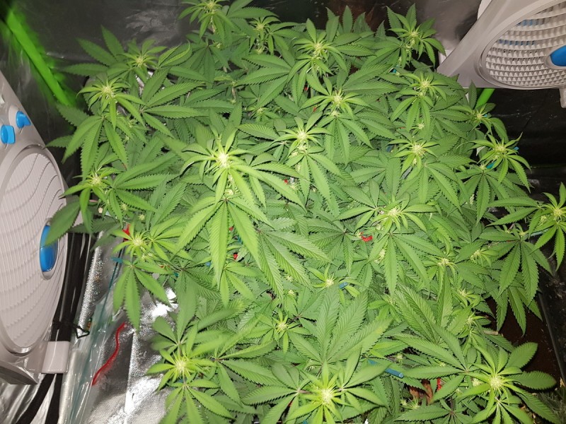 Legendary punch 2 weeks 12/12