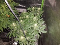 Legendary punch 24 days 12/12