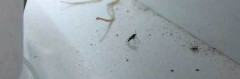 fungus-gnats-tiny-xsm