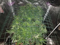 Disco scrog