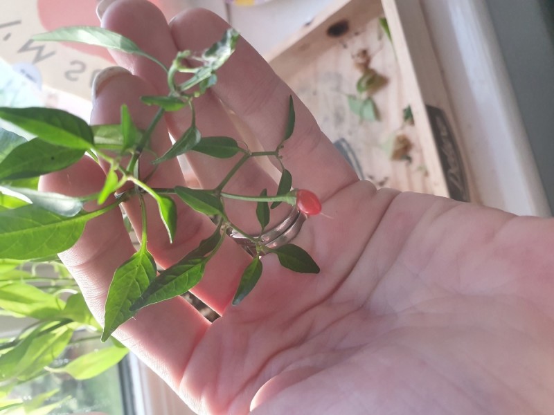 1576318264913508349133518960244