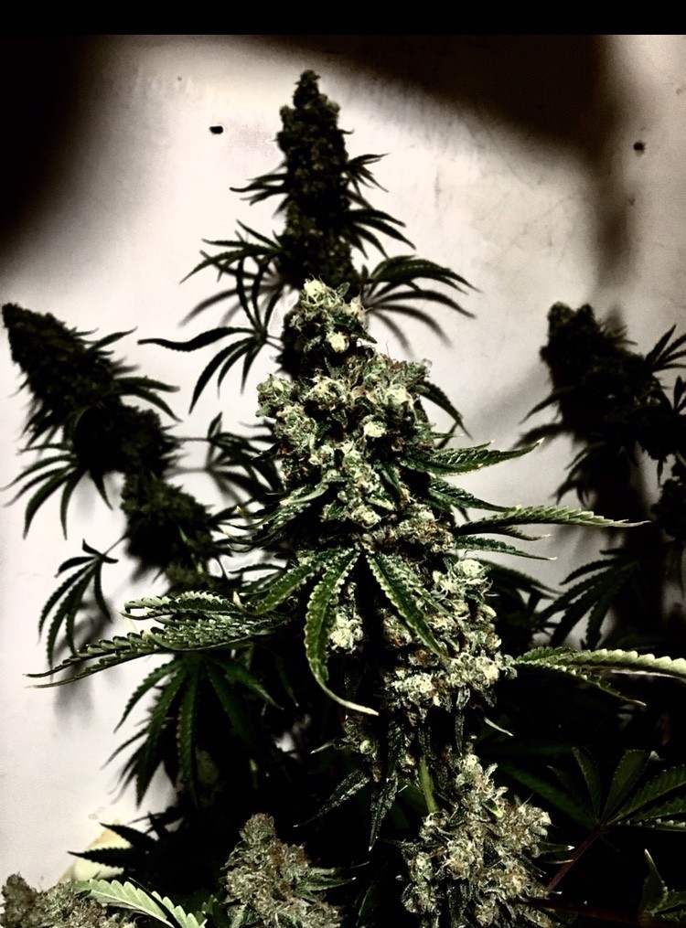 EE37CBFE-CBE3-41AA-B11C-02BA9871FC21