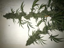 EF726D43-1CA0-4CB5-8ADD-5AEF67B555FD