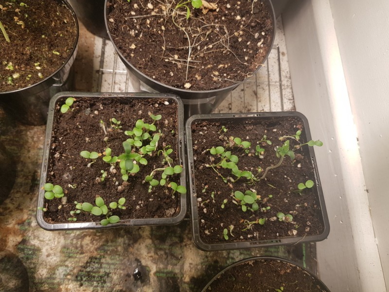 Granddaddy purps seedlings w/ mixed clover compainions