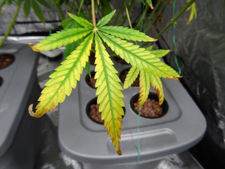 light-burn-leaf-cannabis-sm