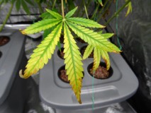 light-burn-leaf-cannabis-sm