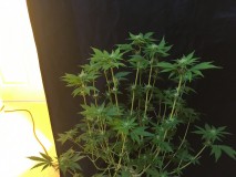 DC8C582D-C8E9-48CF-A45B-B03DC9A2516B