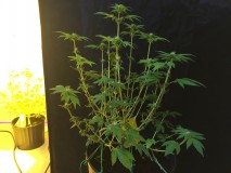 A7AC3C14-91A8-47C5-BBDF-63F5063981A3