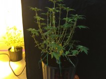 783328D7-EE61-4D9D-B3EE-AF802EF2ACC5