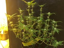 B543AEAE-63D1-4E16-BF34-E0F6FF441732