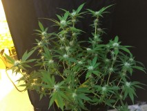 B431E6C7-EAC4-4F02-943B-618225574067