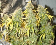 marijuana-day-before-harvest-sm