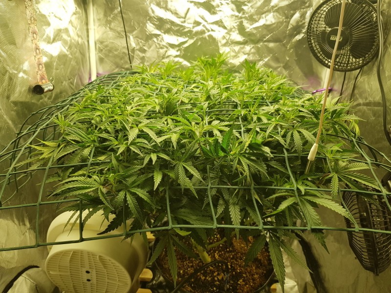 Disco scrog