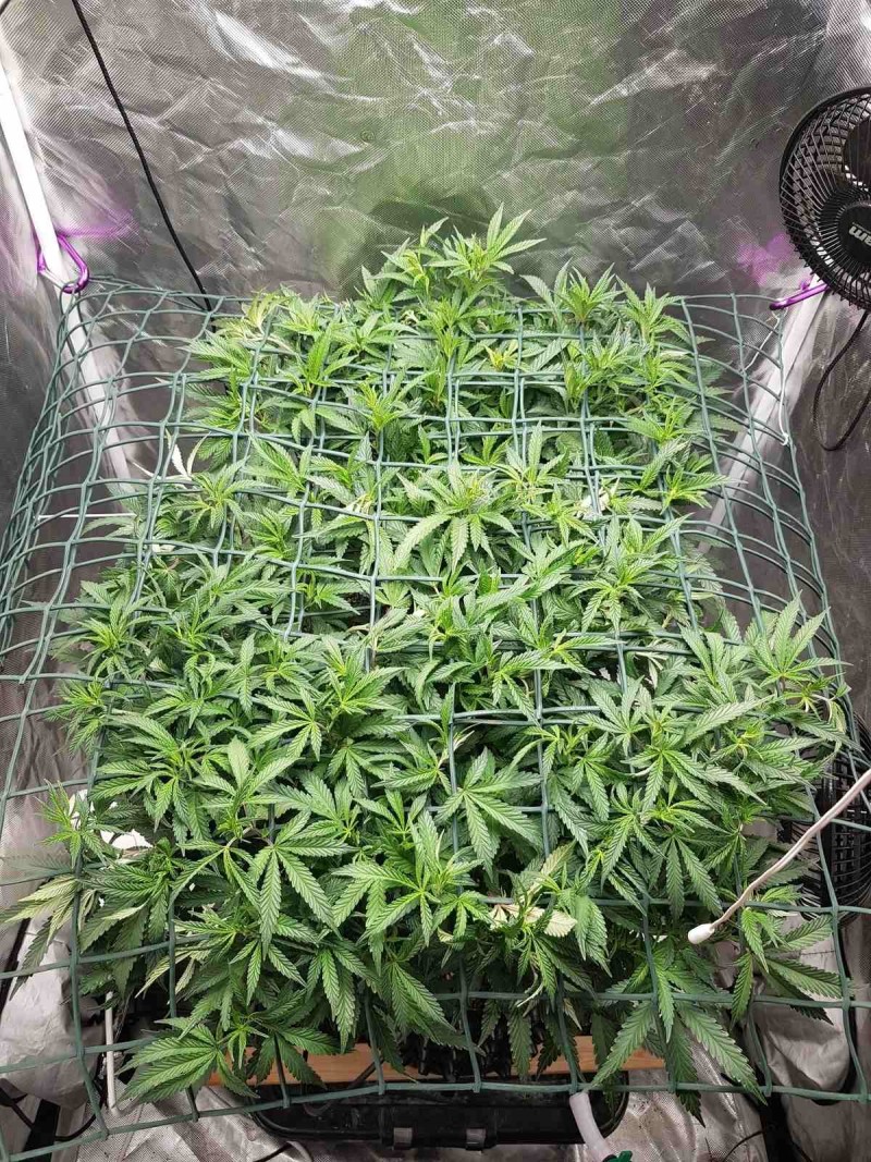 Disco scrog