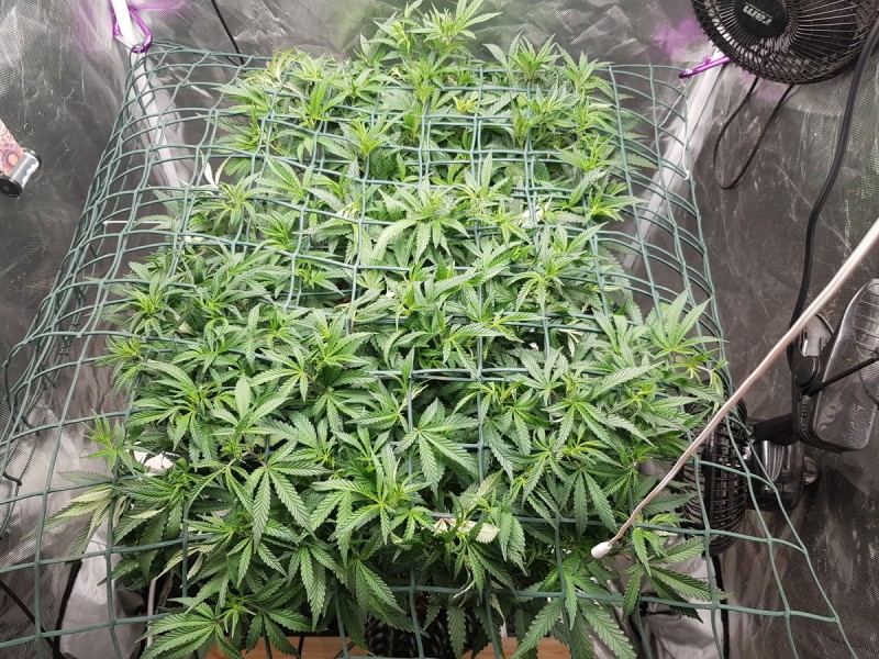 Disco scrog