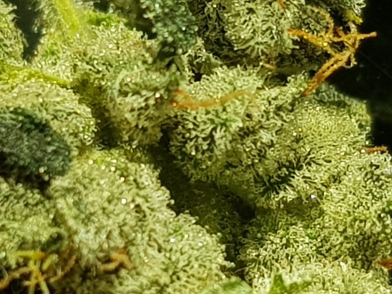 Captains cake trichomes