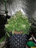 Fast buds gorilla glue auto