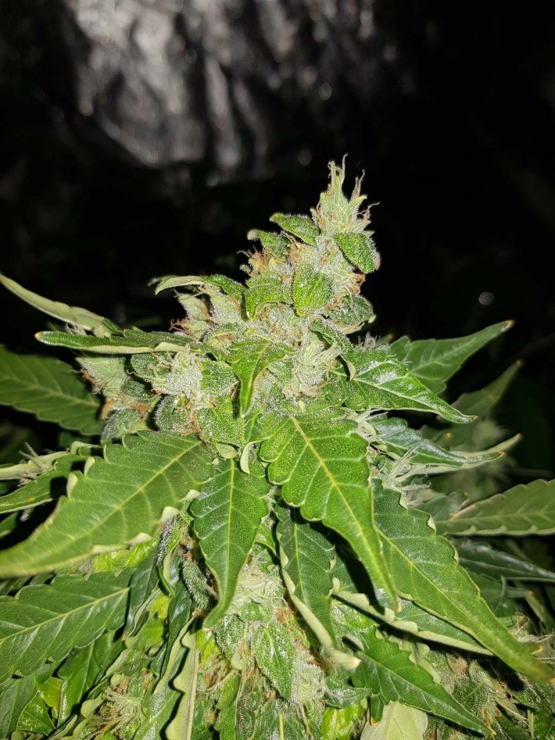 Fast buds gorilla glue auto