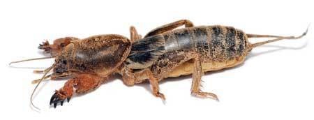 marijuana-mole-cricket-sm