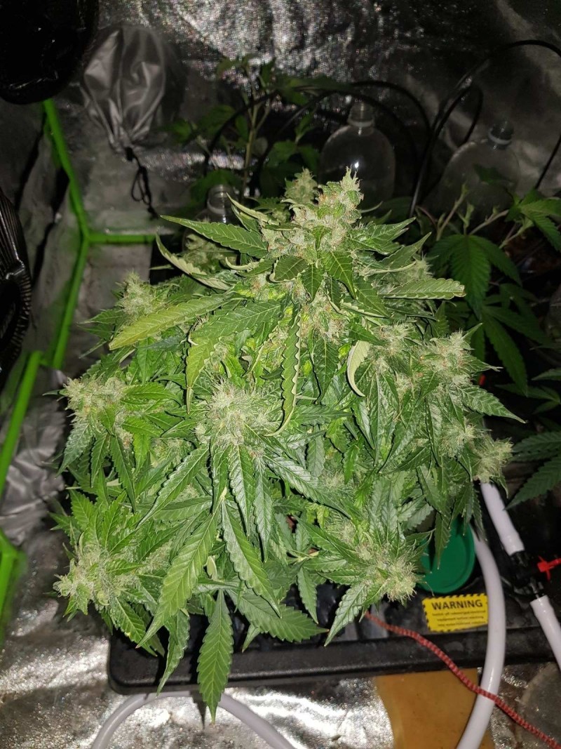 Fast buds gorilla glue auto