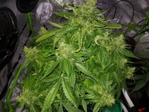 Fast buds gorilla glue auto