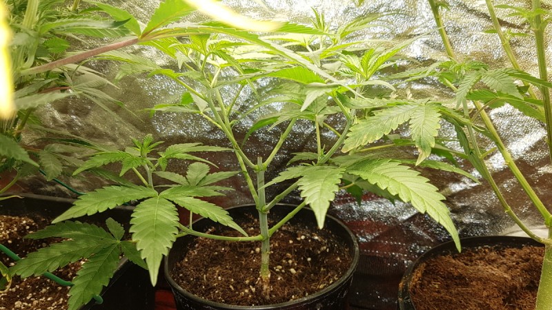 CBD mango haze 1212 from seed