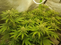 Royal queen seeds legendary punch  4 weeks