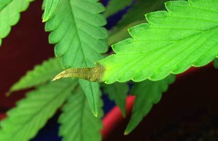 nutrient-burn-leaf-tips-sm