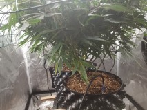 Disco scrog