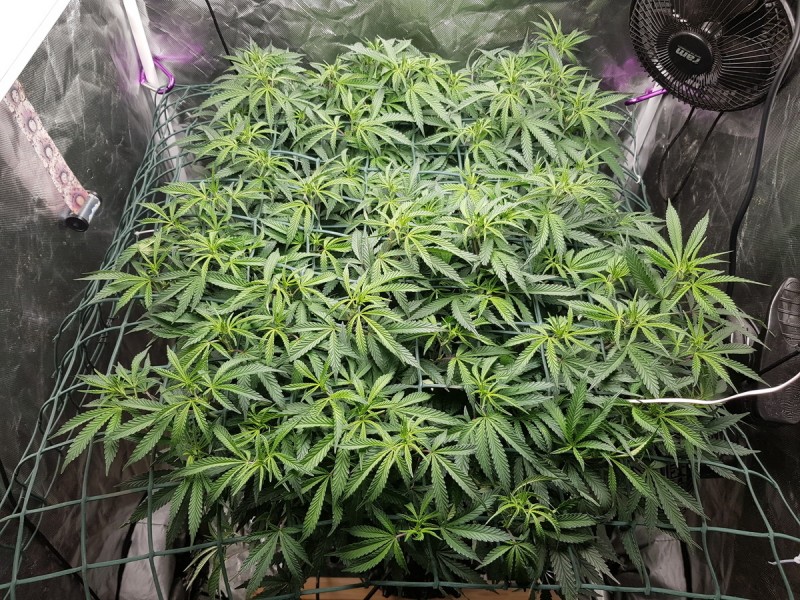 Disco scrog