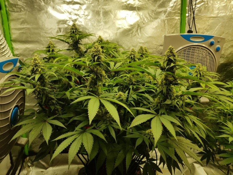 Royal queen seeds legendary punch in  flower