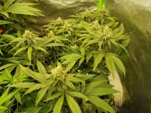 Royal queen seeds legendary punch in  flower