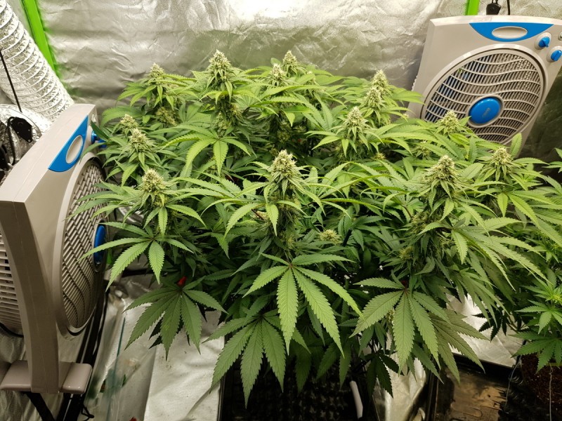 Royal queen seeds legendary punch in  flower