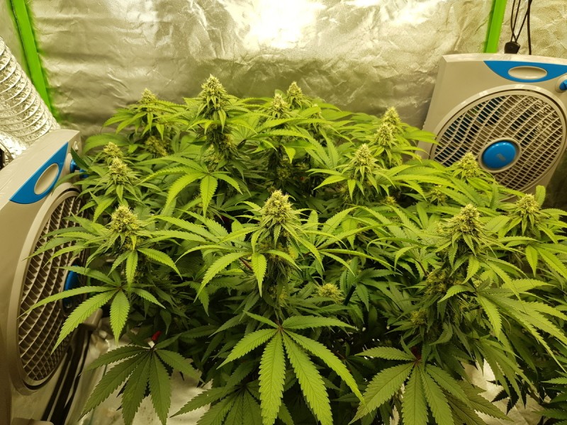 Royal queen seeds legendary punch in  flower