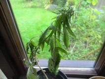 over-watered-no-drainage-sm