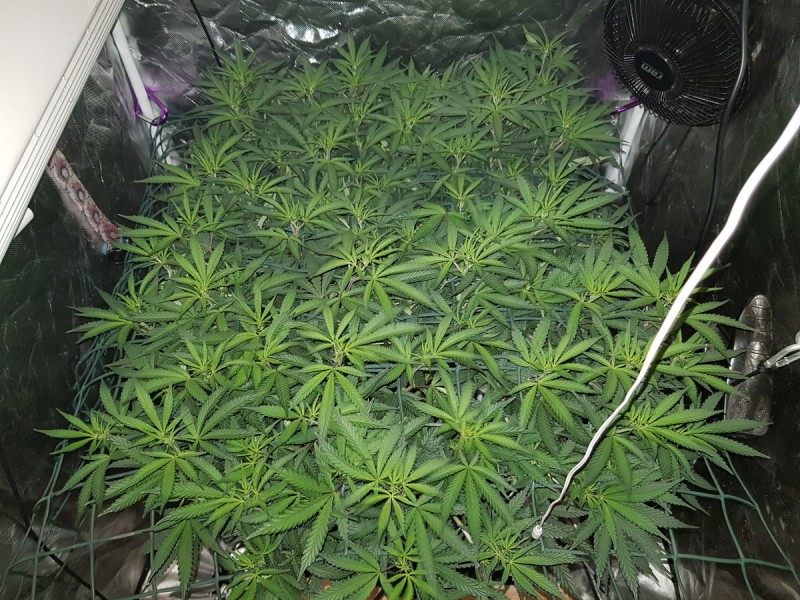 Disco scrog day 1 of flip