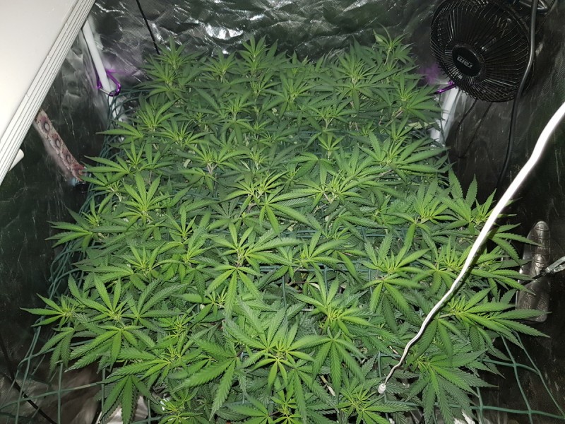 Disco scrog day 1 of flip