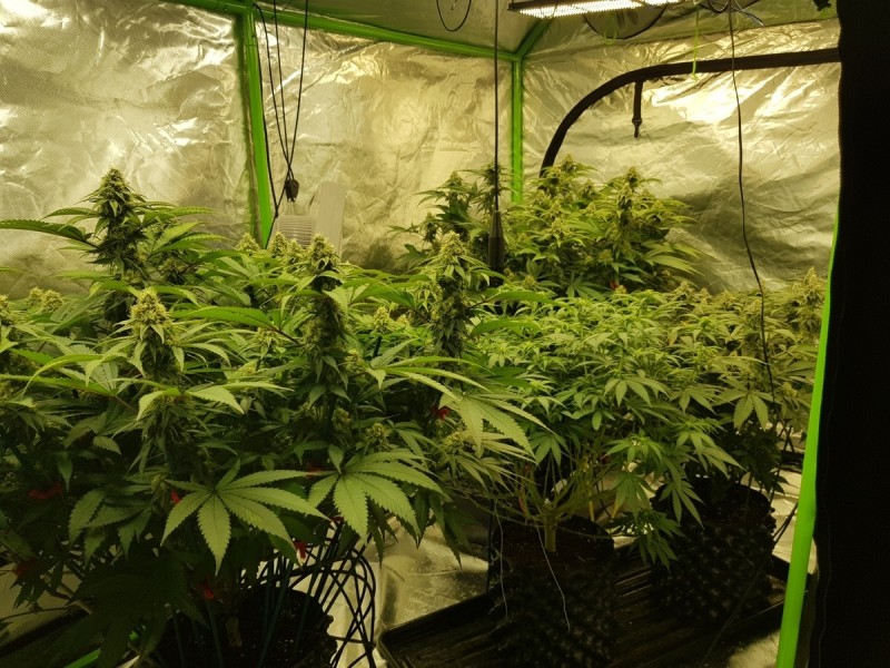 Flowering tent