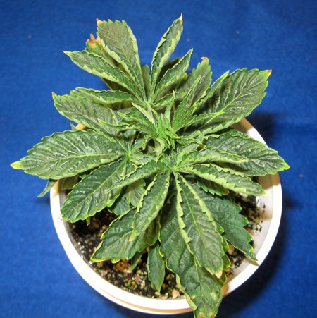 root-problems-coco-coir-sm