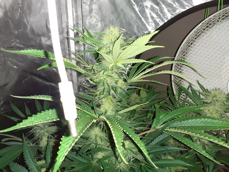 Skywalker X Hindu Kush