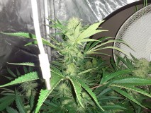 Skywalker X Hindu Kush