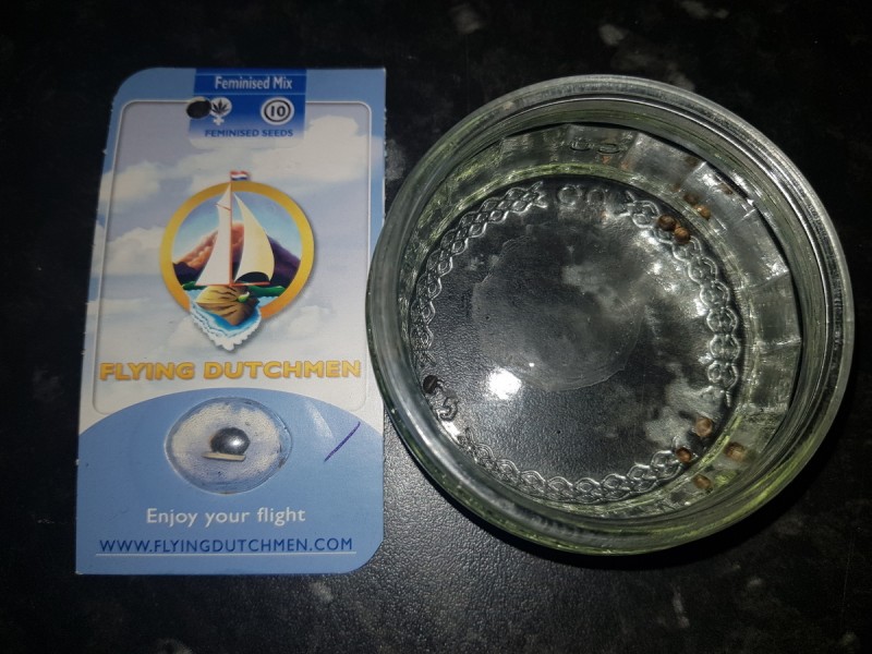 Flying Dutchmen Mixed fem seeds