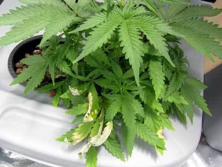 root-rot-leaves-hydroponic-sm