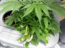root-rot-leaves-hydroponic-sm