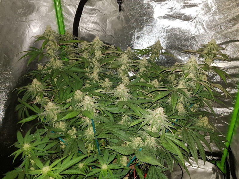 Royal queen seeds legendary punch in  flower