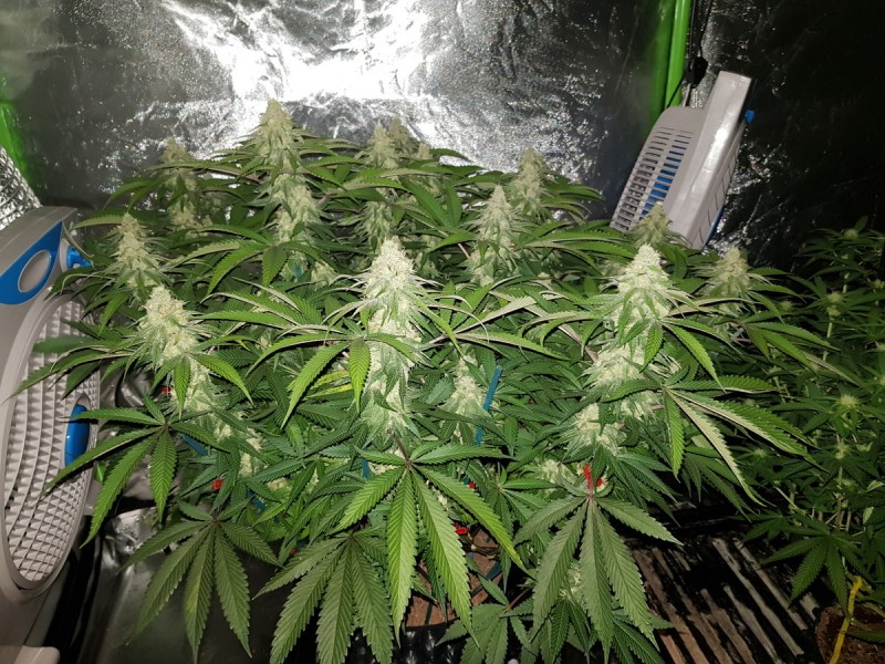 Royal queen seeds legendary punch in  flower