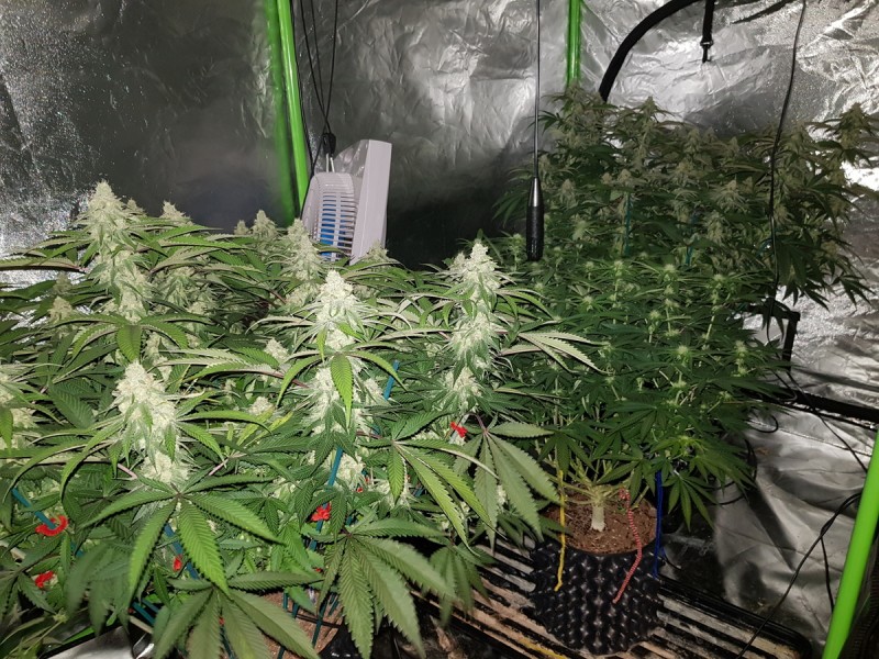 Royal queen seeds legendary punch in  flower