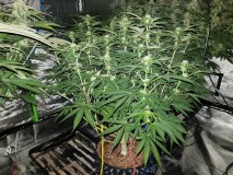 Knockout from Advanced female seeds day 16 if 12/12