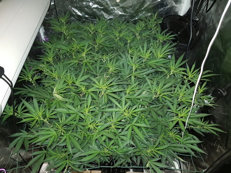 Disco scrog day 5 of 12/12